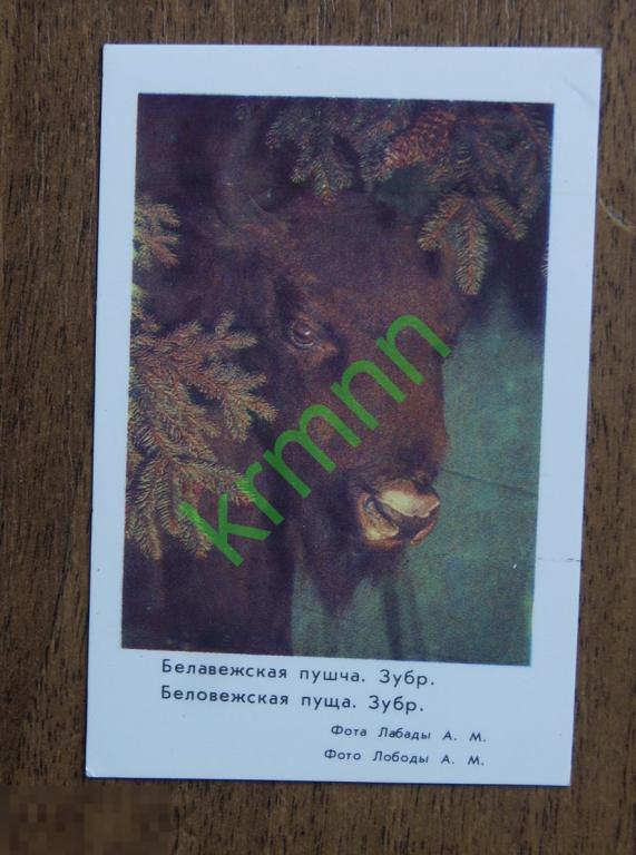 Календарик карманный Беловежская пуща Зубр 1983 ПК10/2