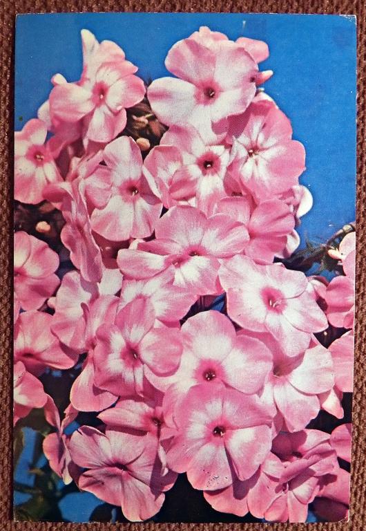 Открытка. Флоксы. Сорт Юность. Цветы. 1977 год