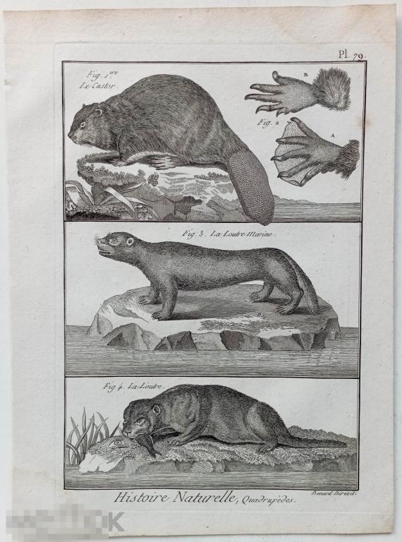 Бобр Выдры Животные 18 век Гравюра Зоология Естествознание