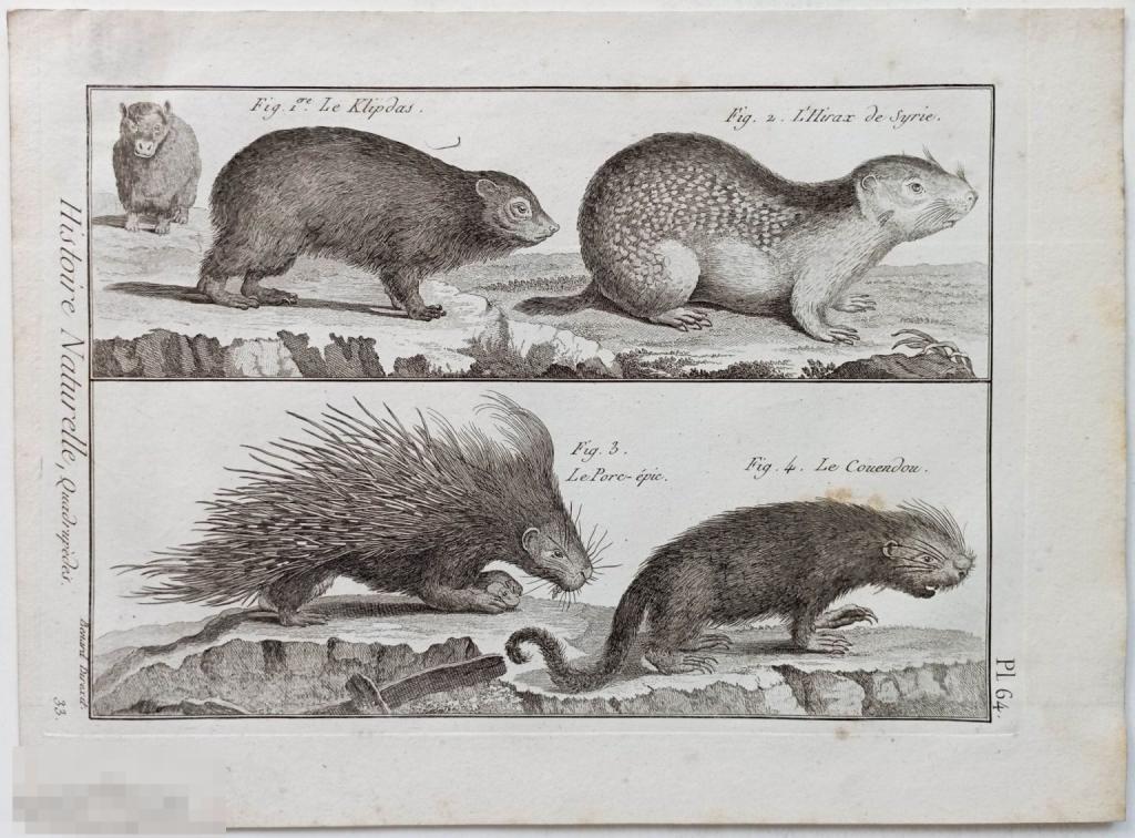 Дикобразы Даманы Животные 18 век Гравюра Зоология Естествознание