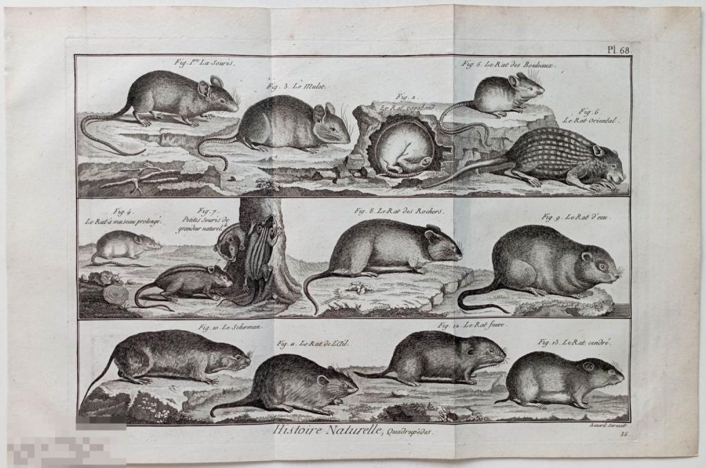 Животные 18 век Гравюра Старина Интерьер Естествознание Мыши Грызуны