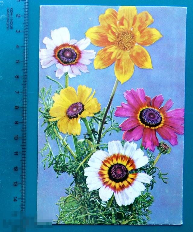 ПОЗДРАВЛЯЮ! 1960-е Болгария --- Е8 (2.1..4) -- ромашки ЦВЕТЫ  - подписана