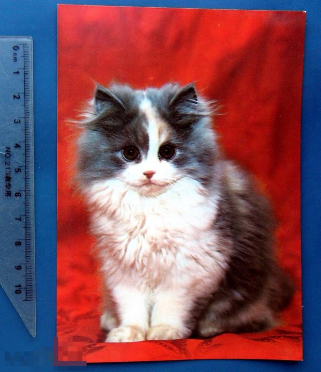 ПЕРСИДСКАЯ КОШКА ЧЕРЕПАХОВАЯ 1984 ЧССР Чехословакия N6 (1.8..2) чистая КОШКИ редкая!!!