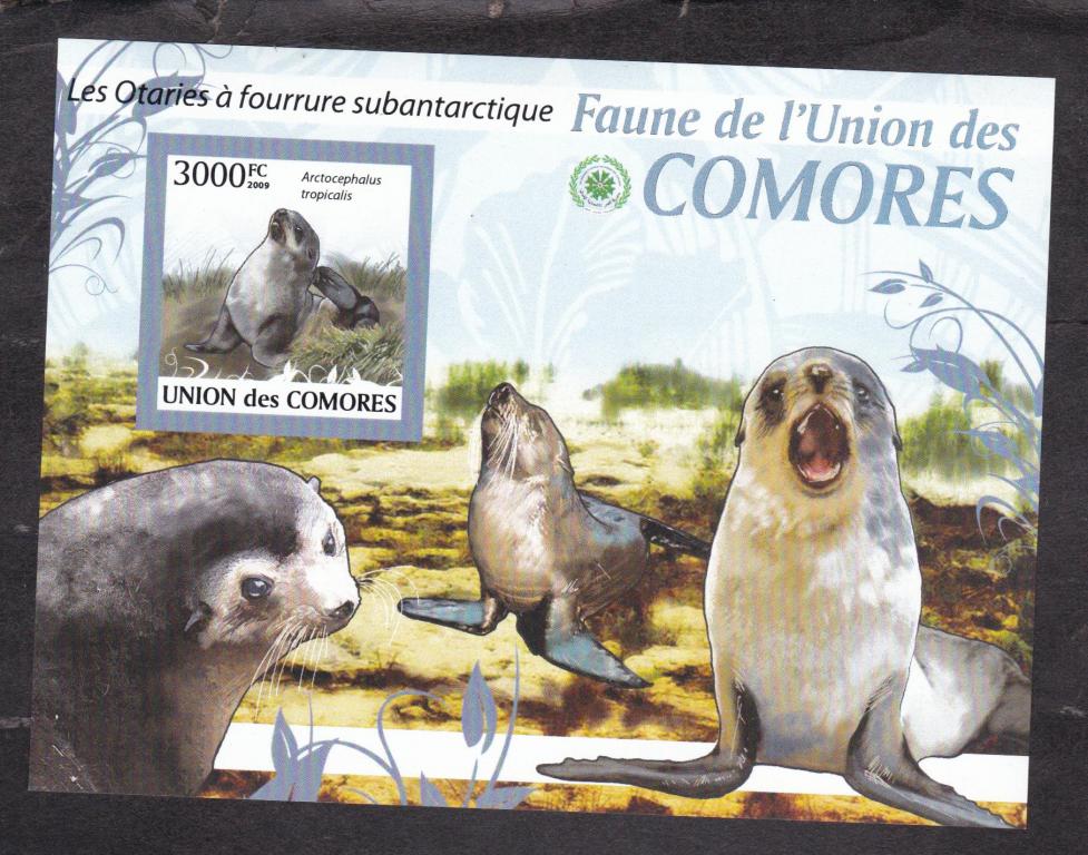 Коморы 2009 Фауна Тюлени (7289)