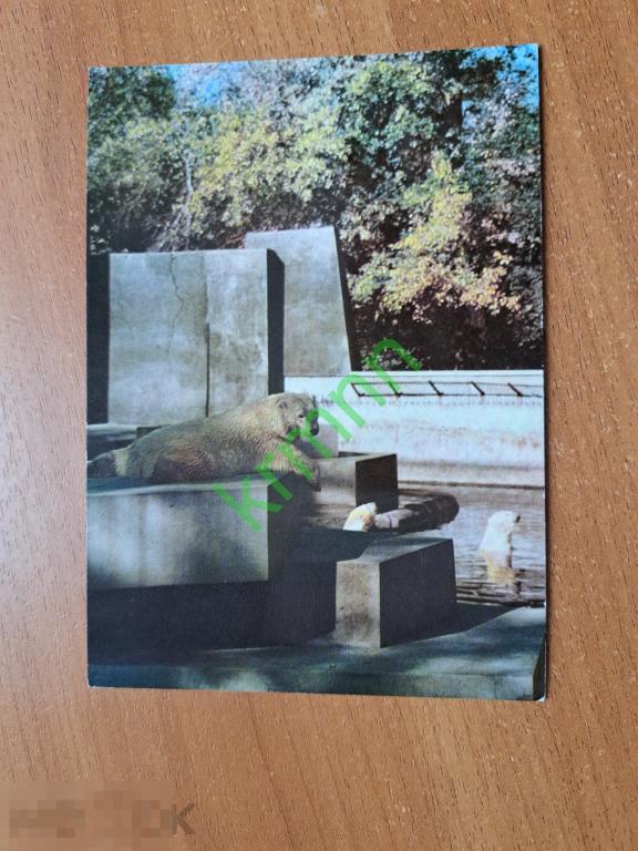 Открытка СССР. Варшава. Зоопарк. Белые медведи.  К1666