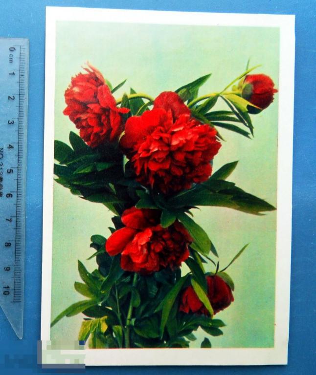 Шагин ПИОНЫ 1963 издательство Правда N6 чистая 1 ЦВЕТЫ люкс!!!