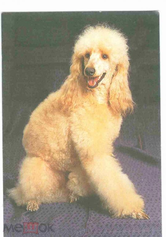 Карманный календарик собака 1995 Екатеринбург