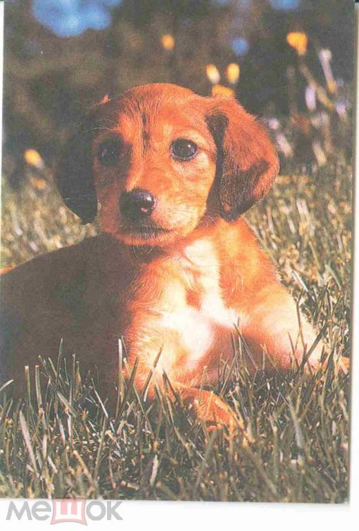 Карманный календарик собака 1994 Екатеринбург