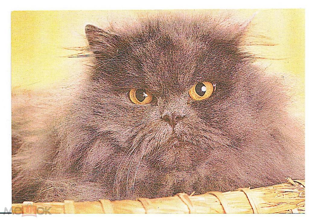 Карманный календарь кот 1995 екатеринбург