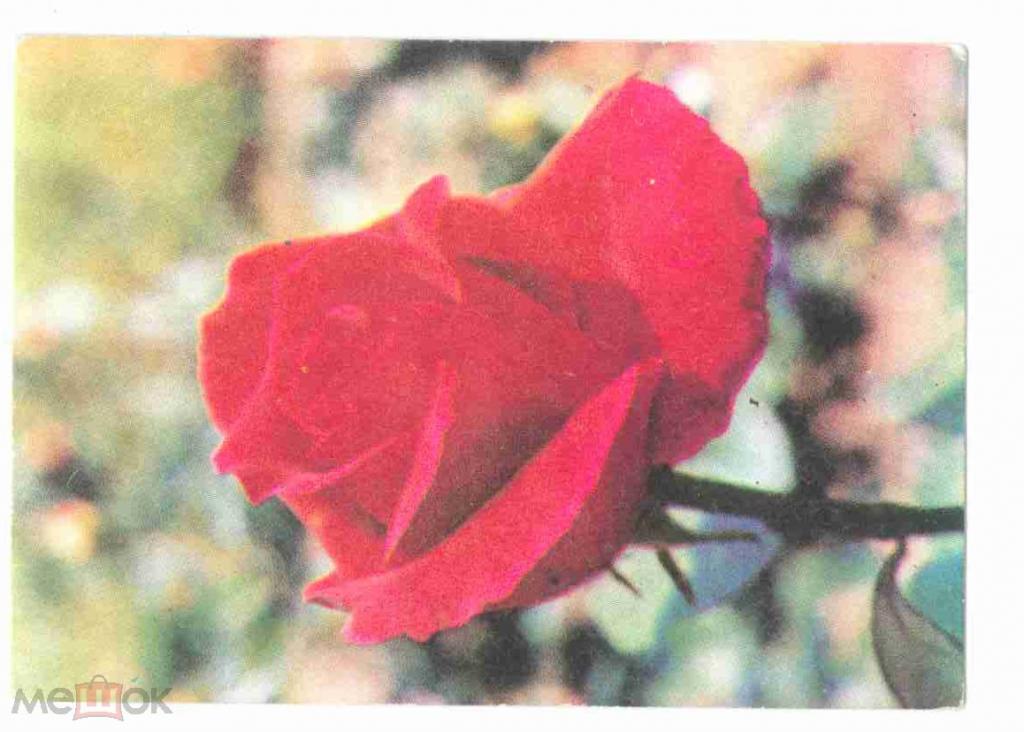 Карманный календарик Болгария цветы 1986