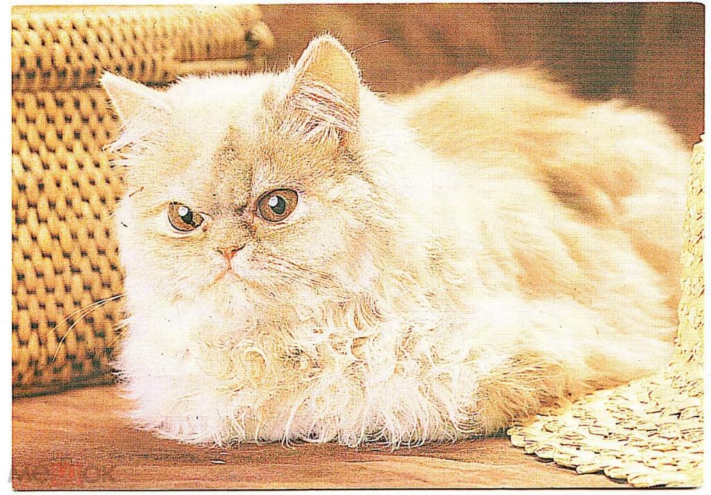 Карманный календарь кот 1995 екатеринбург