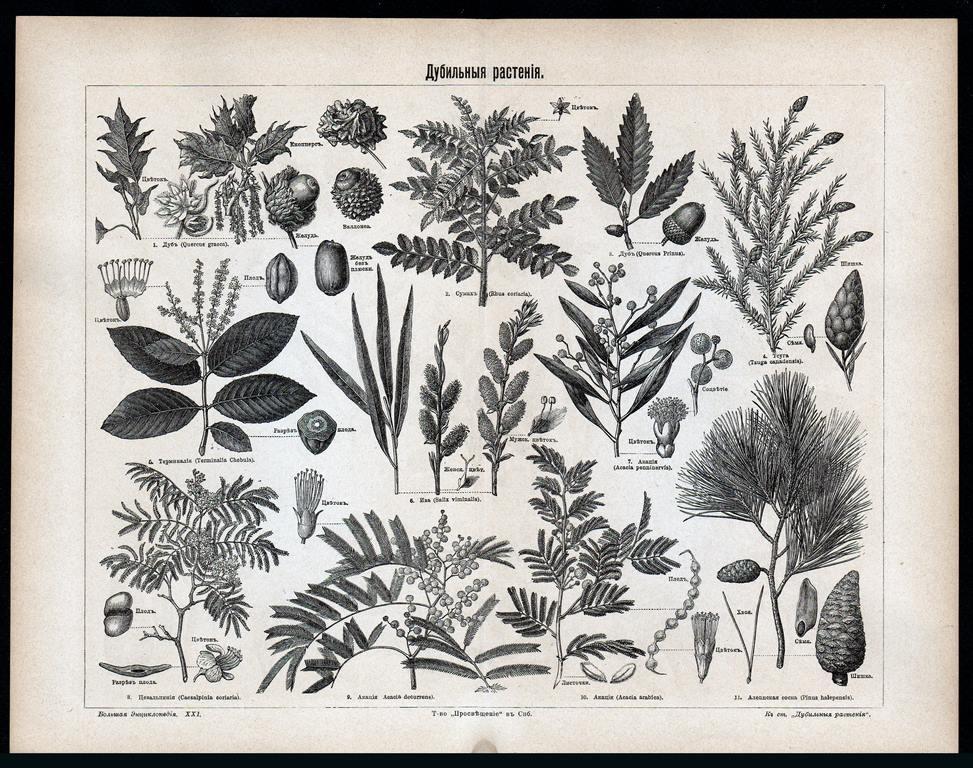 литография гравюра Дубильные Растения издание СПБ 1903 год.. ориг..сост