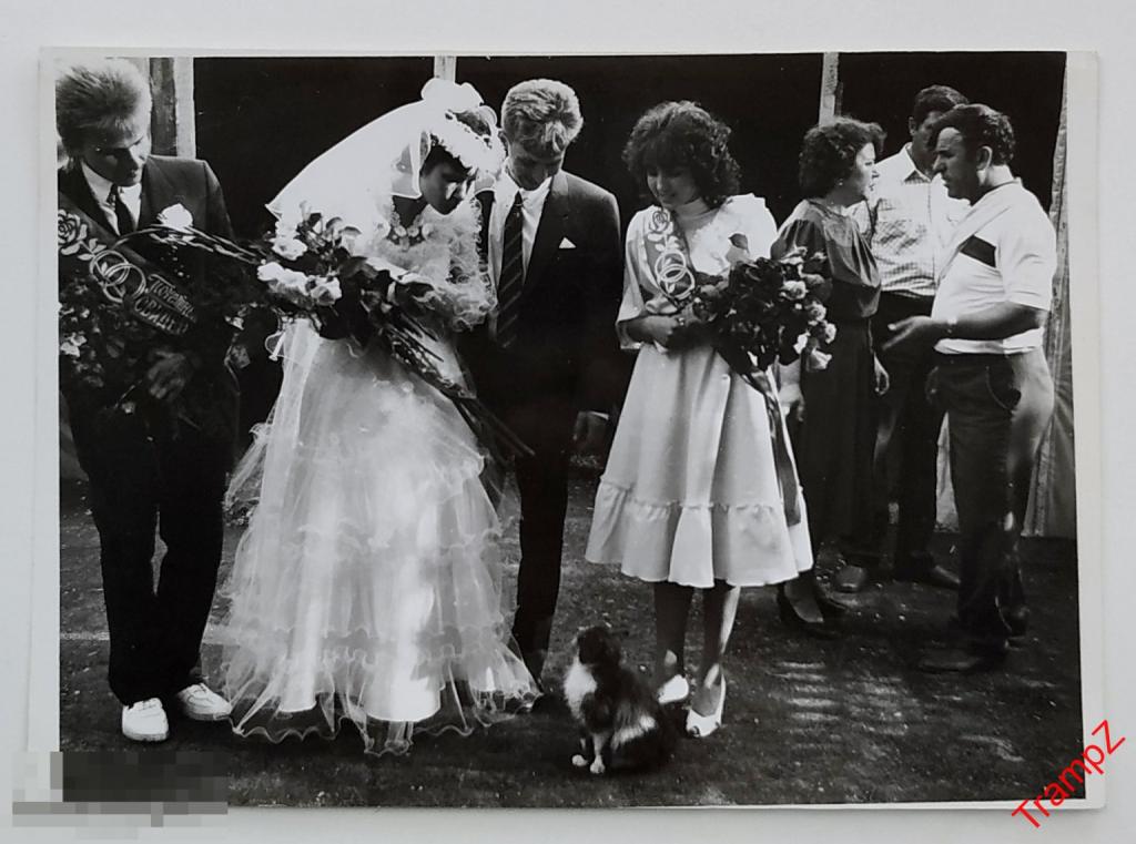 Фотография свадьба жених невеста, фата свадебное платье, свидетели, кошка #162