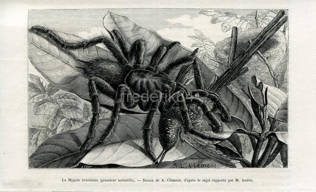 1883 год экспедиция Эдуард Андре Эквадор Перу Тарантул паук