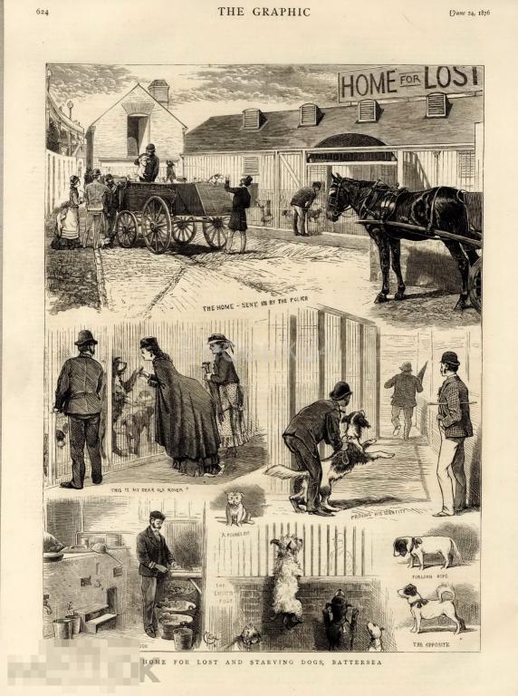 1876 год 1 Graphic англия собака собачий приют потерявшие