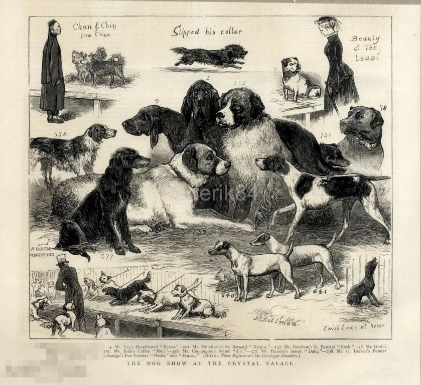 1876 год 1 Graphic англия лондон выставка собака