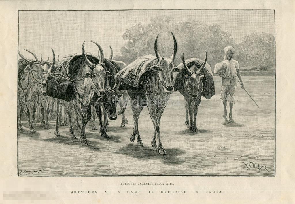 1890 год LNews индия бык корова рога буйвол