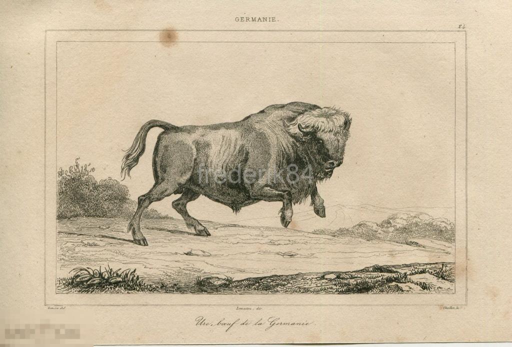 1838 год Германия Зубр Бизон Бык